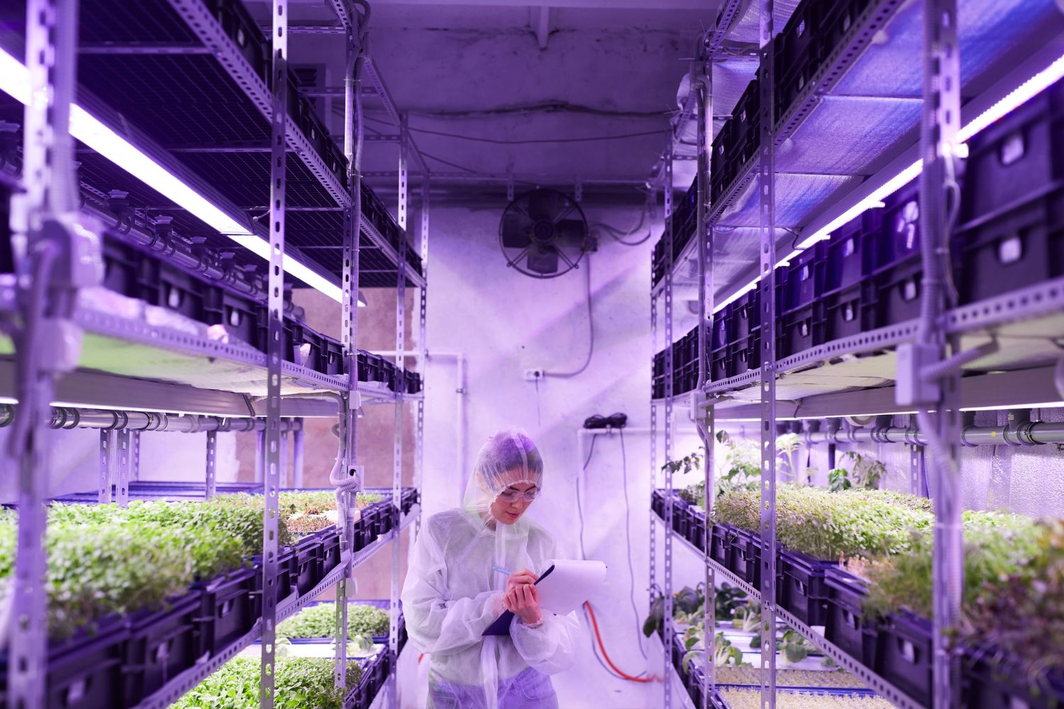 Commercial Cultivation